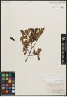Foto von Salix phylicifolia L.